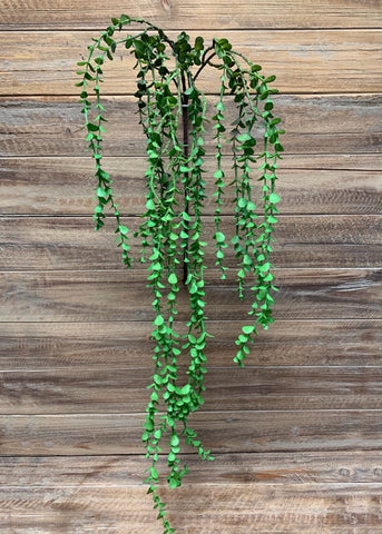 LONG HANGING EUCALYPTUS VINE