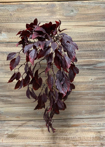 BURGANDY FICUS BUSH