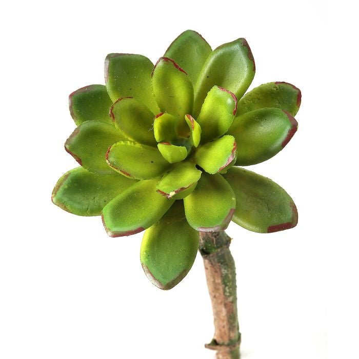 STAR CHICK SUCCULENT GREEN