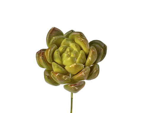 SUMMER SUCCULENT PICKS